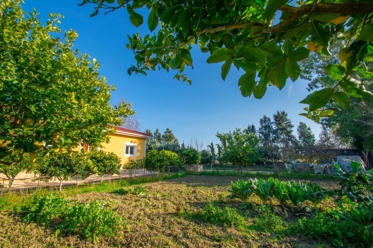 Loukas Farm House Áyios Kírikos Exteriör bild