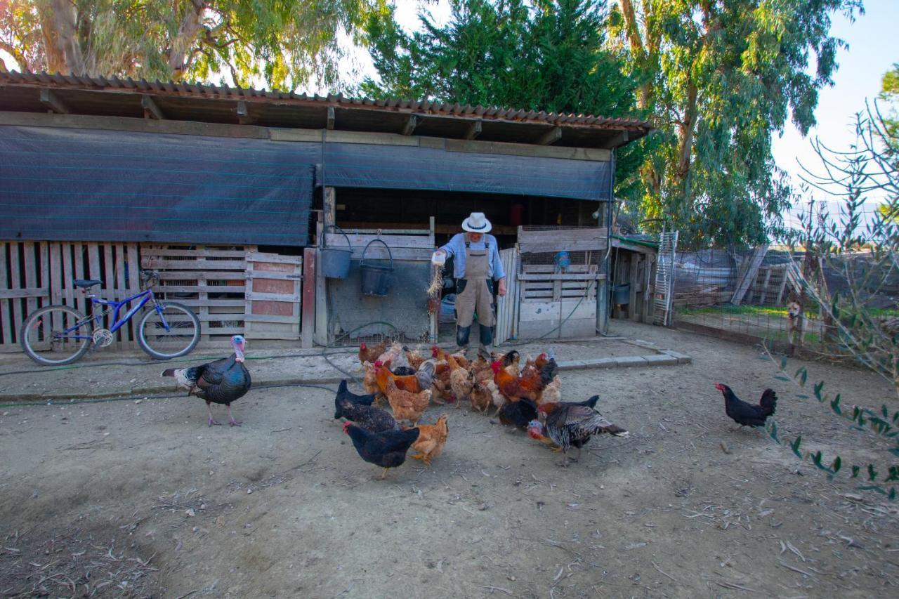 Loukas Farm House Áyios Kírikos Exteriör bild